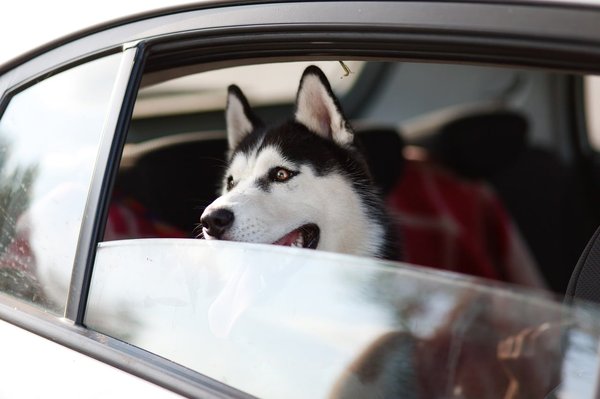Tips for traveling with your pet