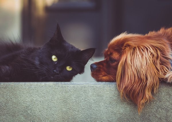 Tips for harmonious cohabitation between pets