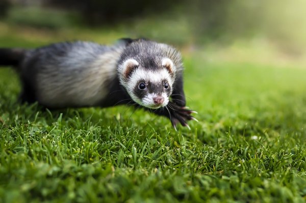How to Establish a Safe Play Area for Ferrets in Your Home?