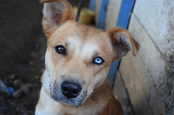 What Are the Essential Considerations for Adopting a Blind Dog?